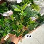بوته بادامی - تصویر 2